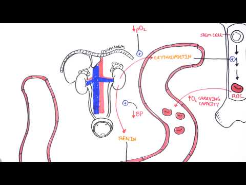 Endocrinologie - les hormones rénales