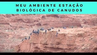 Miniatura do vídeo