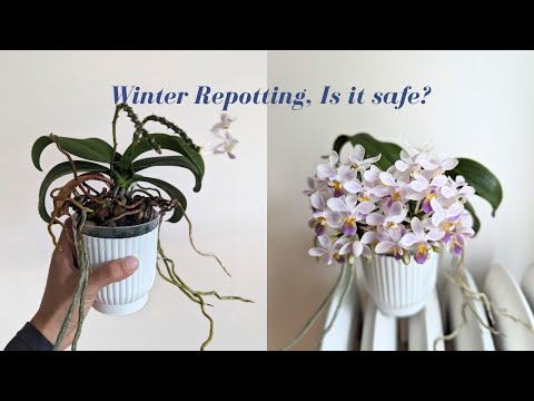 Winter Orchid Repotting | Is it safe?  ~ Repotting Overgrown Phalaenopsis Orchid in Sphagnum Moss ~