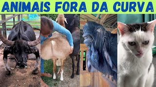 Miniatura do vídeo