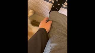 O Rabo do Cachorrinho Fofo é um Instrumento Musical 🐶❤️