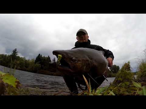 KALASTUS - SPINFLUGA / PUTKIPERHO KALASTUS KANADA ( Spinfluga - Punttikalastus - Kuningaslohi )