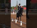 Jango NP - PRE Pura Raza Española 2017 por INTIMO SALVATELLA
