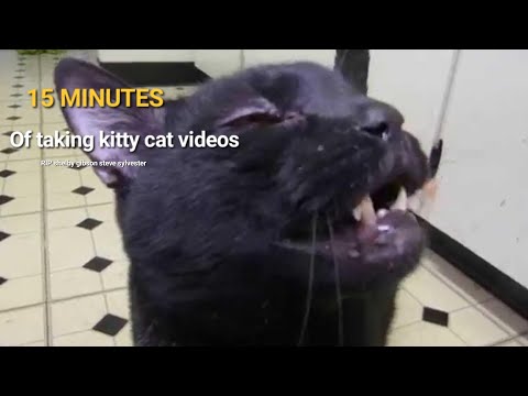 15 minuets of talking kitty  cat