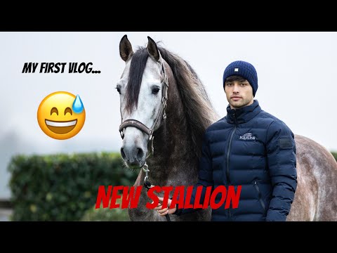New Sales Horse, Home Renovations & Buying Jesse a Birthday Gift VLOG #1