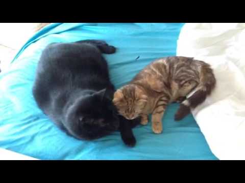 Cosmos accepts and loves his little sister, Scottish Fold S