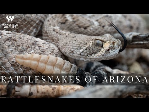 Rattlesnakes of Arizona HIGHLIGHT REEL