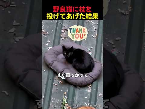 野良猫に枕を投げてあげた結果 🐈‍⬛