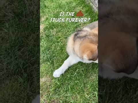 Puppy's Poop Gets Stuck!