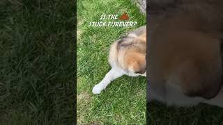 Download lagu Puppy's Poop Gets Stuck! mp3 Download lagu Puppy's Poop Gets Stuck! mp3