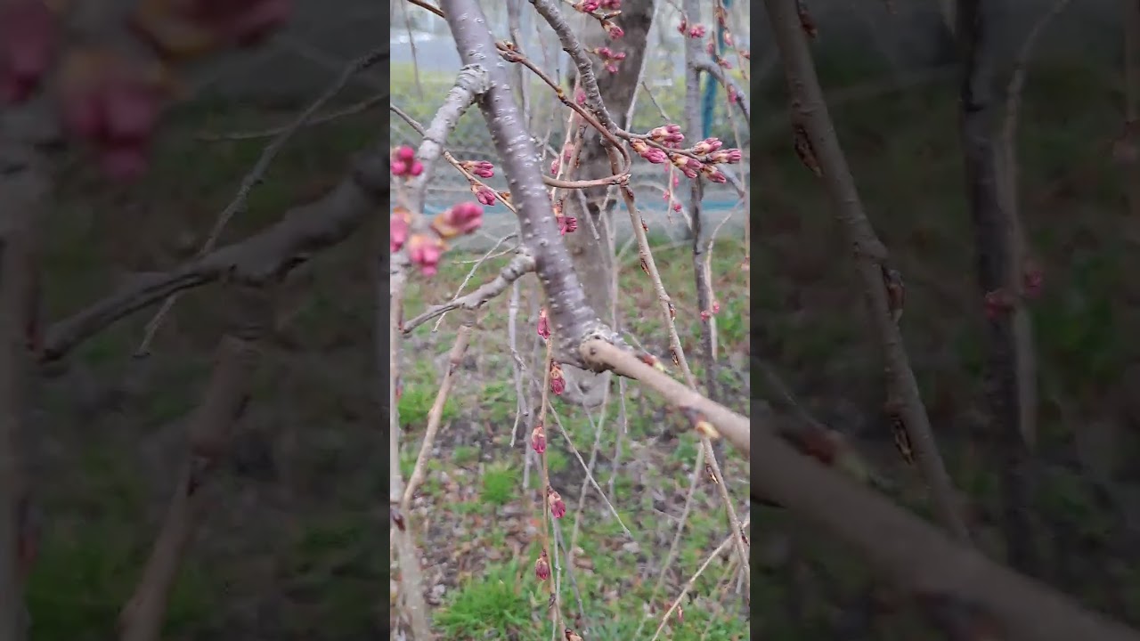 #sakura#桜🌸【八重桜？】#shorts