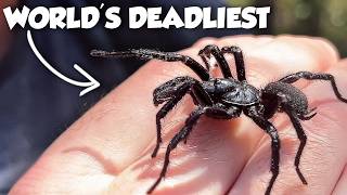 I Caught Australia's Most Dangerous Spider