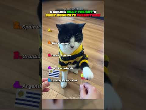 Ranking Billy the Cat’s Most Accurate Predictions 🪄🐱#catranking #shorts #worldcup #cat #catshorts
