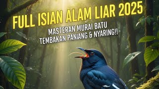 Download lagu MASTERAN MURAI BATU FULL ISIAN ALAM LIAR 🌿 TEMBAKAN PANJANG & NYARING‼️ BIKIN NGELUARIN SUARA HUTAN mp3