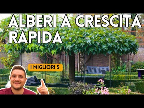 5 ALBERI A CRESCITA VELOCE PER TRASFORMARE IL TUO GIARDINO