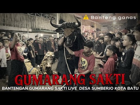 NGAMUK NYA BANTENG GANAS‼️GUMARANG SAKTI LIVE SUMBERJO KOTA BATU (bantengan nuswantara)