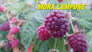 MORA LAMPONE, un frutto semplice da coltivare