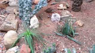 A lizard loses its tail in a fight