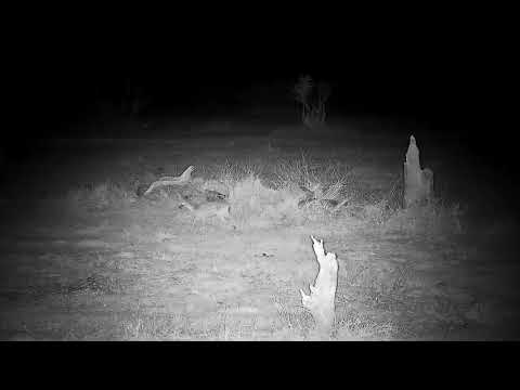 Djuma: Duiker feeding - 19:57 - 08/12/21