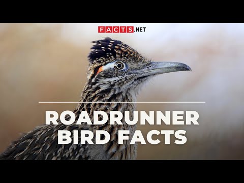 Roadrunner Bird Facts That Goes Beep Beep
