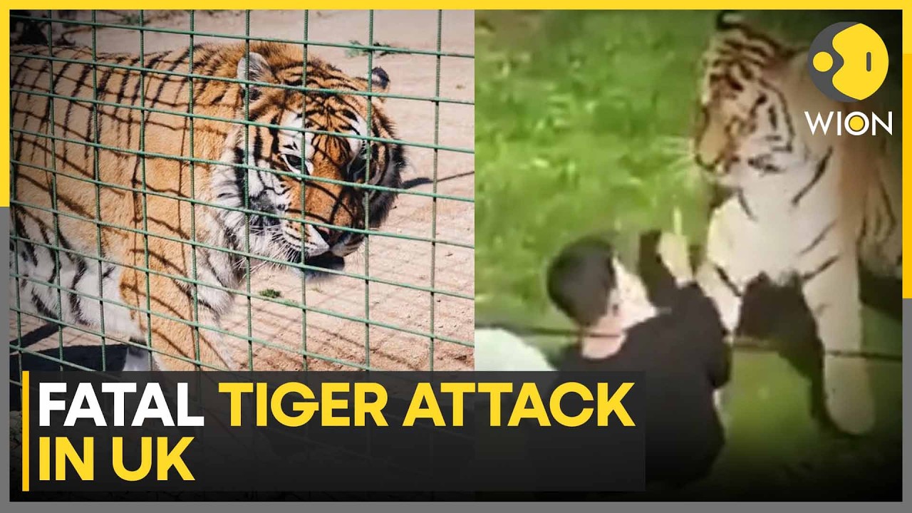 Fatal Tiger Attack in UK: What Happened at Yorkshire Wildlife Park | WION News