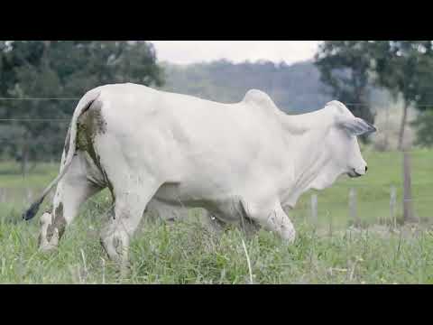 NELORE WBS - 1701 DA FST - WBS 1701