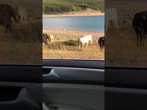 Some locals we met on the drive in.