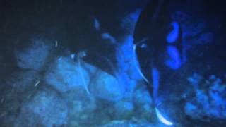 January 9, 2014 Manta Pas de Deux- SunLight On Water