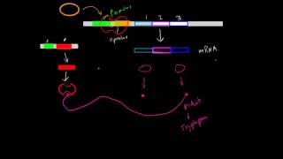 Negative Inducible/Repressible Operons