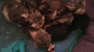 Kitten pile