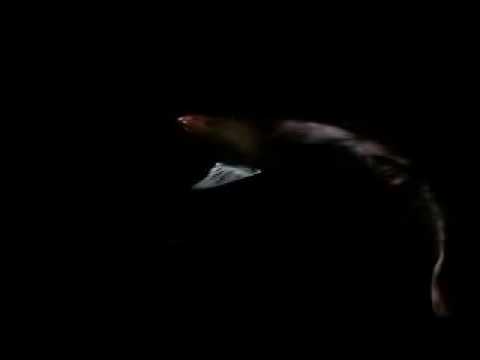 Pelikan Yılanbalığı (Eurypharynx Pelecanoides) - AvStok.com Av Marketi