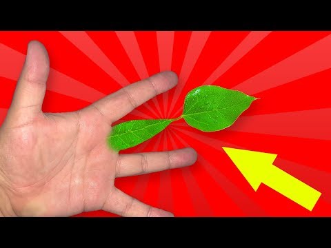 How to do 7 NATURE Magic Tricks!
