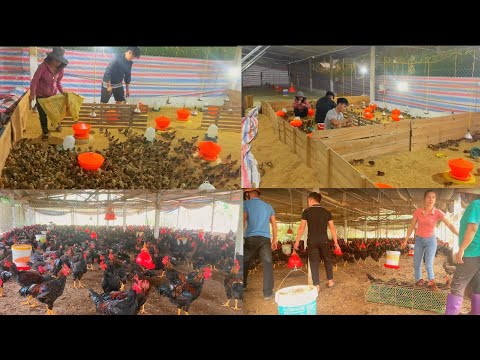 , title : 'Growing maize seed, selling chickens, making chicken vaccines/ Happy Farm'