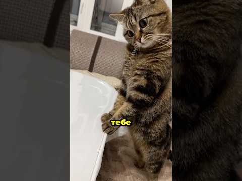 Такое не прощается. Автор видео: @da_nevazhno_kto Смешные комментарии.