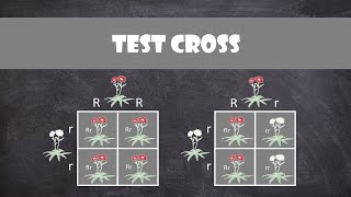 Test Crosses | Genetics