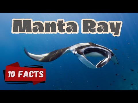 Top 10 Amazing Facts About Manta Rays for Kids! Educational Video #mantarays #seacreatures