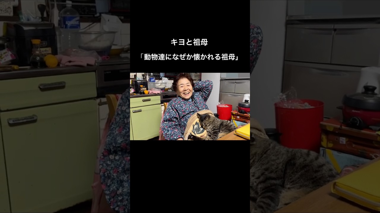 不思議な力をもつ祖母👵 #キヨと祖母 #猫のいる暮らし #japan #wholesome #grandma
