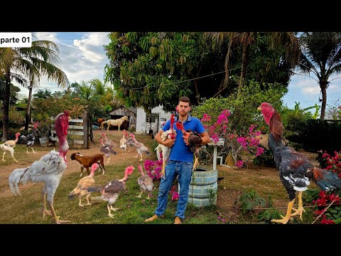 Ele cria galinhas Índio Gigantes que pode ultrapassar mais de metro e chega a pesar mais de 5 Kls 