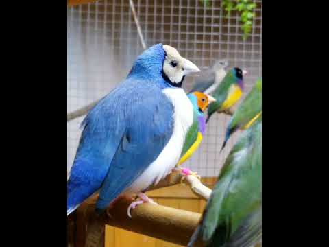 The Story of a Blue Finch