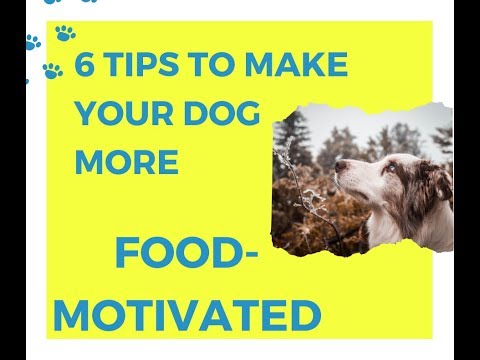 Make Your Dog Food Motivated!