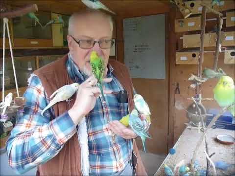 2017 11 23 Der Wellifluestererfilm des Tages