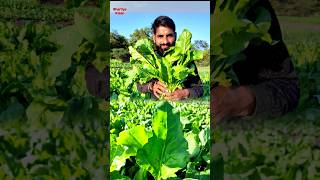 पालक की सबसे अच्छी वैरायटी || Best Spinach seeds variety || Palak farming || Palak ki kheti #shorts