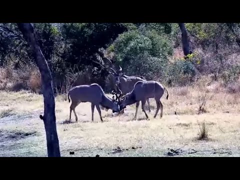 Greater kudu bulls (Tragelaphus strepsiceros) at Djuma Waterhole -Djuma Cam Live Stream