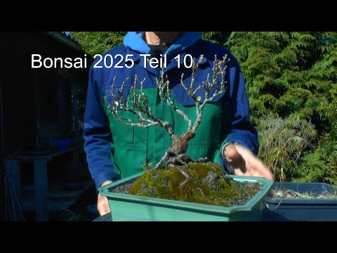 Bonsai 2025 Teil 10 Wilder Wein fit für den Frühling