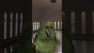 On an Emotional Roller Coaster with Parrot || ViralHog