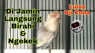 Download lagu Lovebird Jantan Dan Betina Dijamin Langsung Birahi Ngekek Bantu Proses Jebol Birahi Emosi mp3