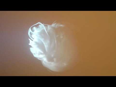 Singularity by Solsveig Settemsdal winner Jerwood Drawing Prize 2016