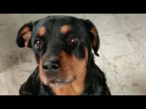 DOXYCYCLINE FOR ROTTWEILER DOG / HOW TO GIVE DOXY DOG