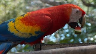 preview picture of video 'Hacienda la Esperanza, Copan Ruinas, Honduras'