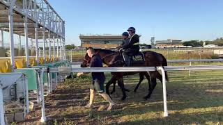 Yearlings going through the practise barriers. (Racehorses)
